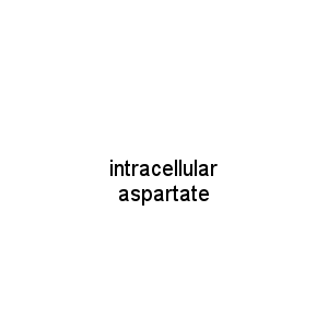 intracellular aspartate
